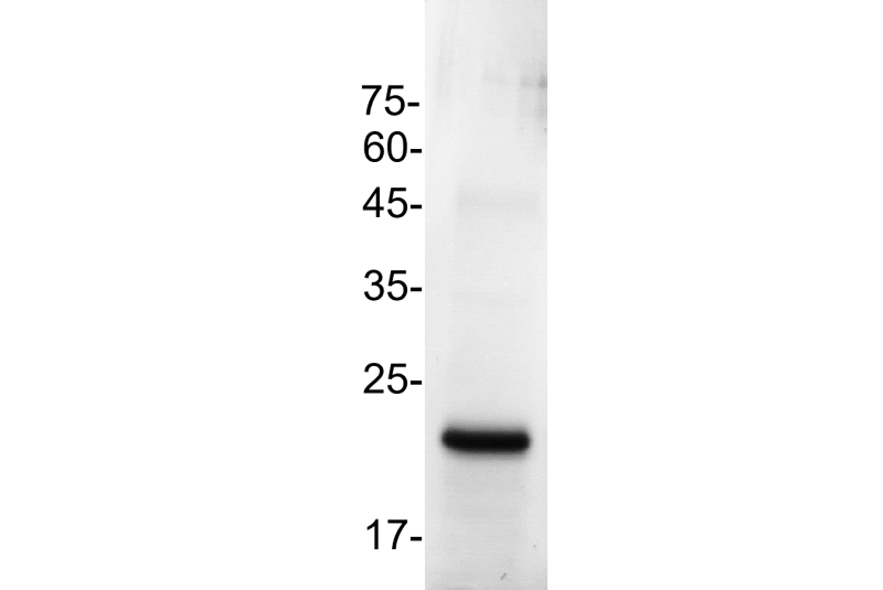Human FGF-2 (154 a.a.) (Fibroblast growth factor, basic) His-Tag GMP Grade Recombinant Protein
