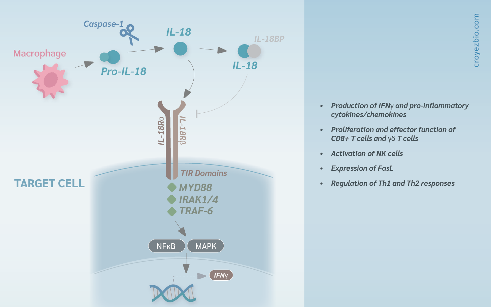 GMP Recombinant Protein IL18