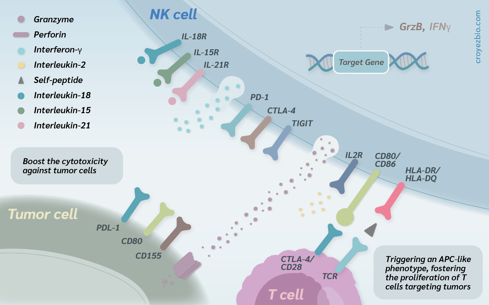 GMP Recombinant Protein IL18